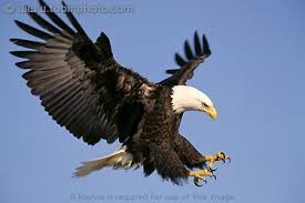 Bald Eagle Photos