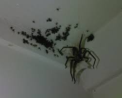 spiders photo