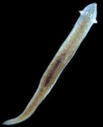 planaria.jpg