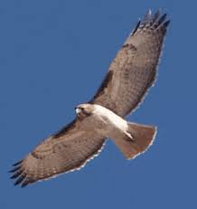 large birds of prey