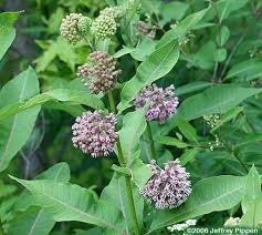 common milkweed pictures