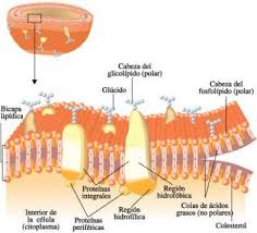 celula plasmatica