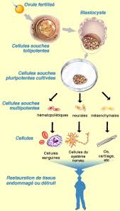 les cellules