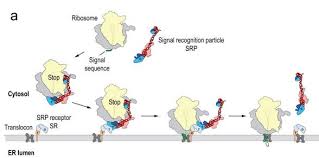 SRP interacts with the signal