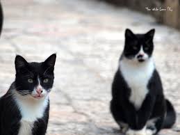 real cat pictures