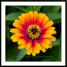zinnia photos