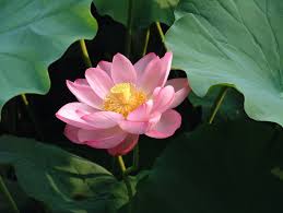 lotus nelumbo nucifera