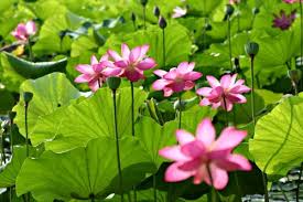 water lily lotus flower