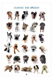 dog breeds pictures