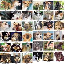 http://t3.gstatic.com/images?q=tbn:c_LHUJ8TStlgaM:http://www.marcoziero.it/images/animali-da-adottare.jpg