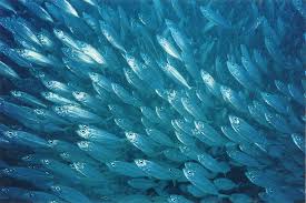 school of fish