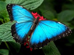 butterfly wall papers