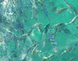 Plenty of fish