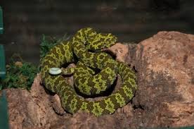 Asian Pit Viper
