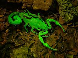 blue scorpions