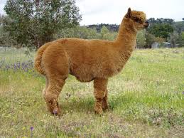 Alpacas - Rivermist Alpacas