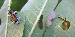 species of caterpillars