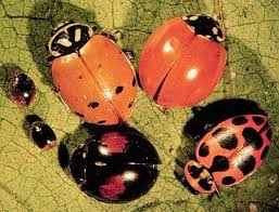 types beetles pictures