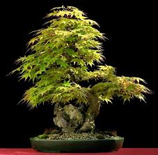 acer palmatum photos