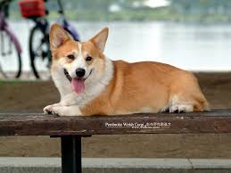 welsh corgi