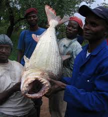 meet the Goliath Tigerfish
