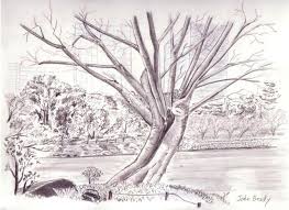 cherry tree drawing