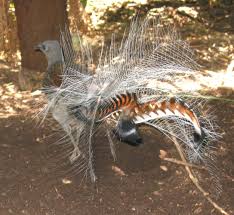File:Lyrebird.jpg - Wikimedia