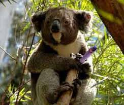 Einen hab ich noch...... Koala11