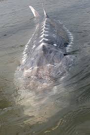 monster fish photos