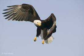 Path: Stock Photos: Eagle