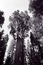 general sherman