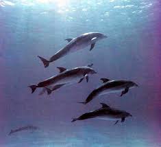 real dolphins