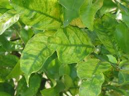 citrus lemon tree