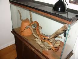 corn snake enclosure