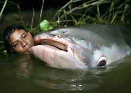 mekong giant catfish pictures
