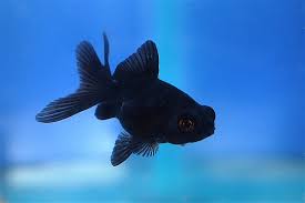 black moor goldfish