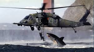 killer sharks