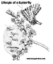 butterfly life cycle coloring sheet