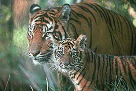 Free wildlife pictures