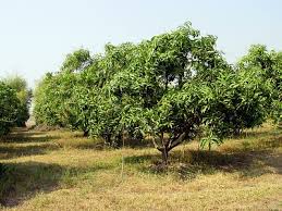 pictures mango trees