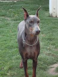 blue doberman