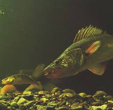 walleye fish pictures