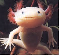 لعبة اتحداكم تجيبوا هالصورة Axolotl