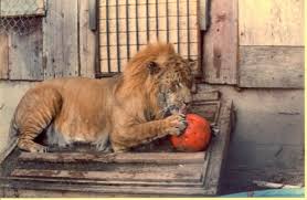 tigon pictures