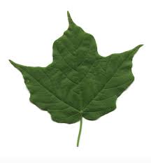 leaf.jpg