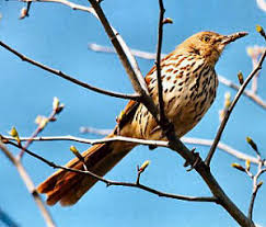 حيوانات تدافع عن صغارها Ga_brown_thrasher_tb