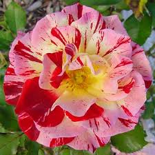 http://t3.gstatic.com/images?q=tbn:e8LL2VCVR6SmKM:http://www.stargazerperennials.com/images/george-burns-rose.jpg&t=1