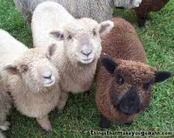 miniature sheep