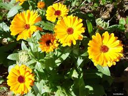 calendula