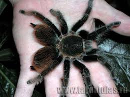 tarantula species pictures